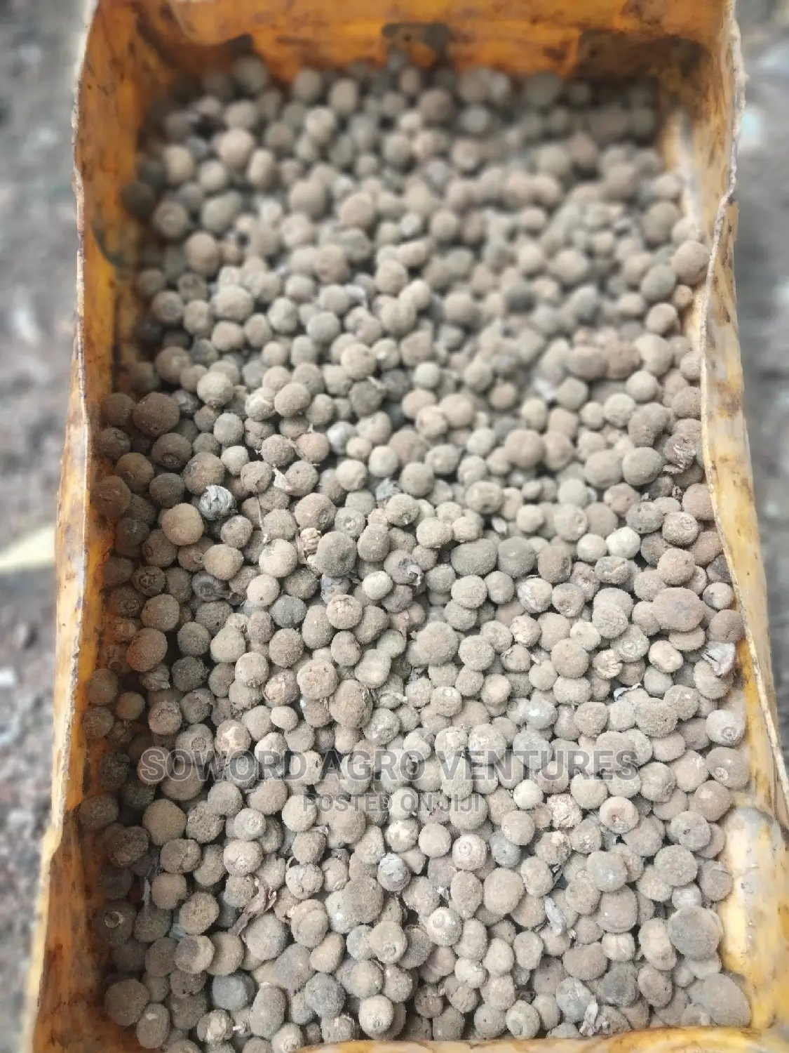 Teak Seeds