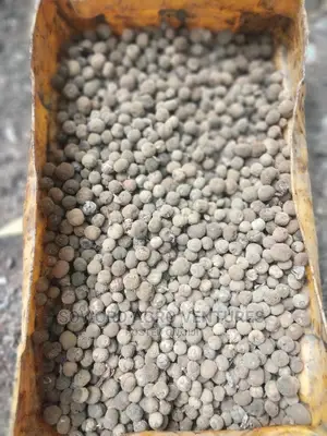 Teak Seeds