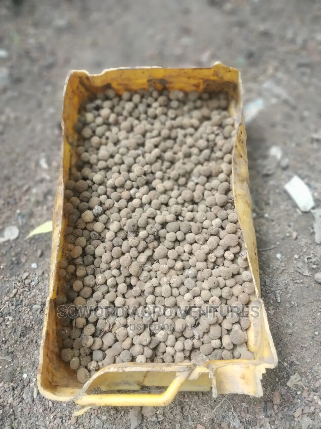 Teak Seeds