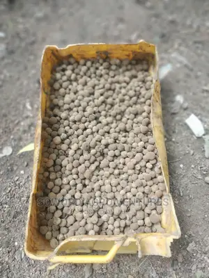 Teak Seeds