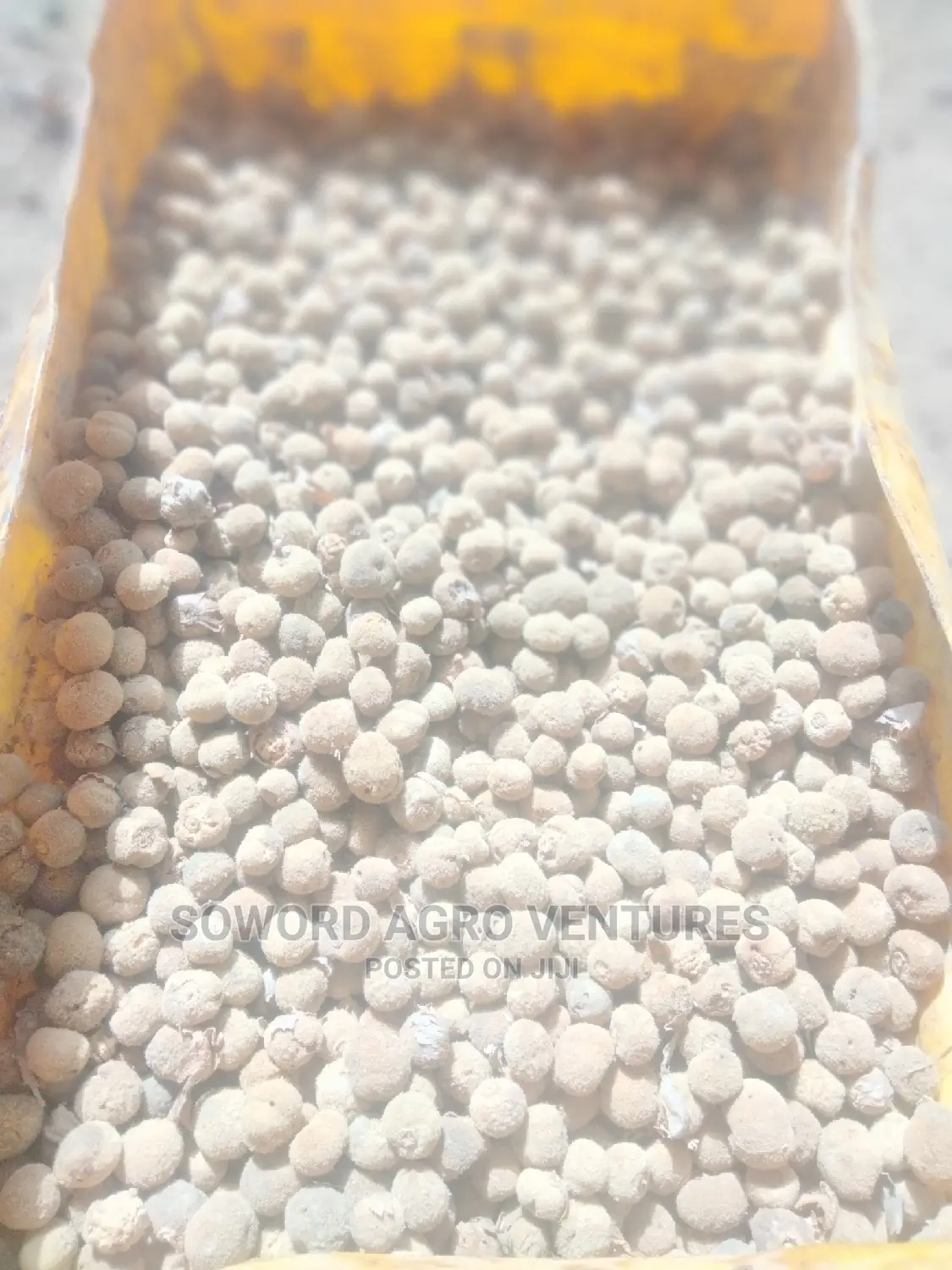 Teak Seeds