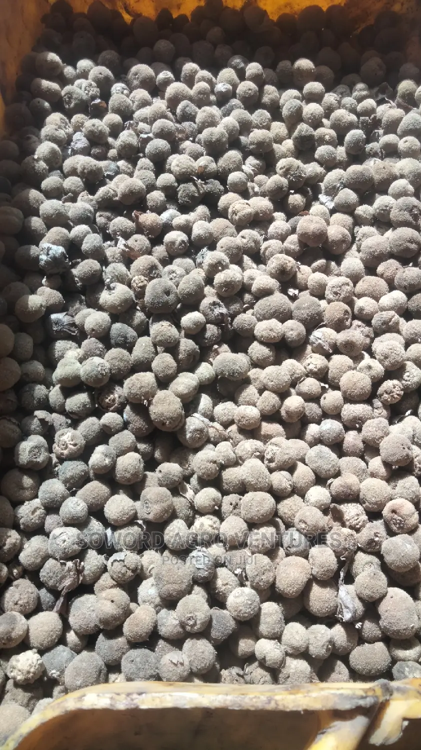 Teak Seeds