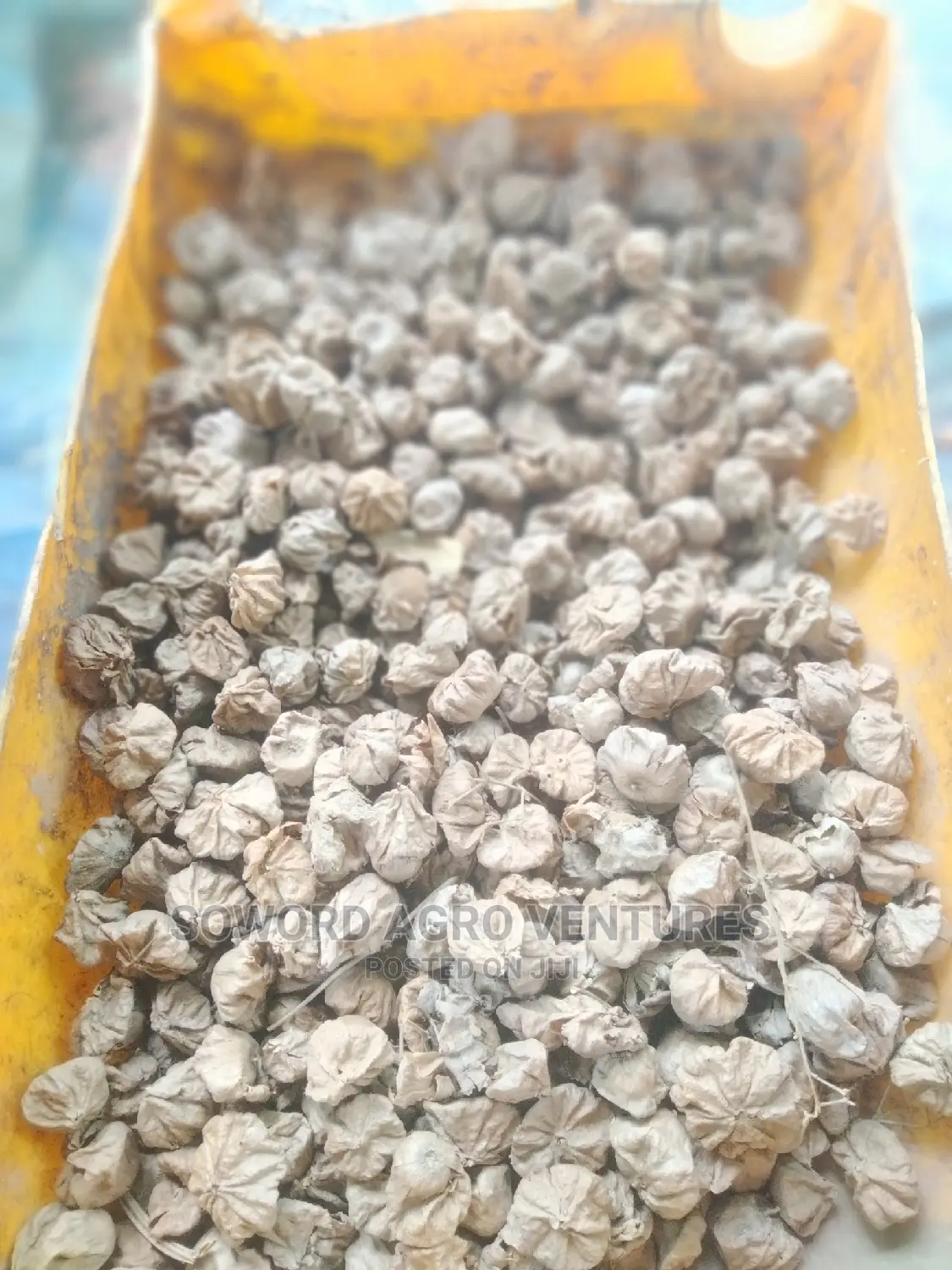 Teak Seeds