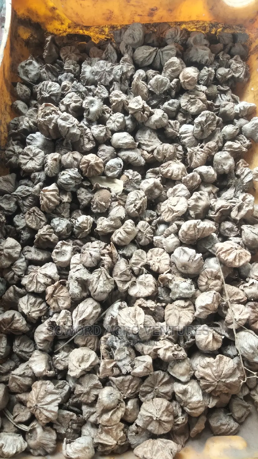 Teak Seeds