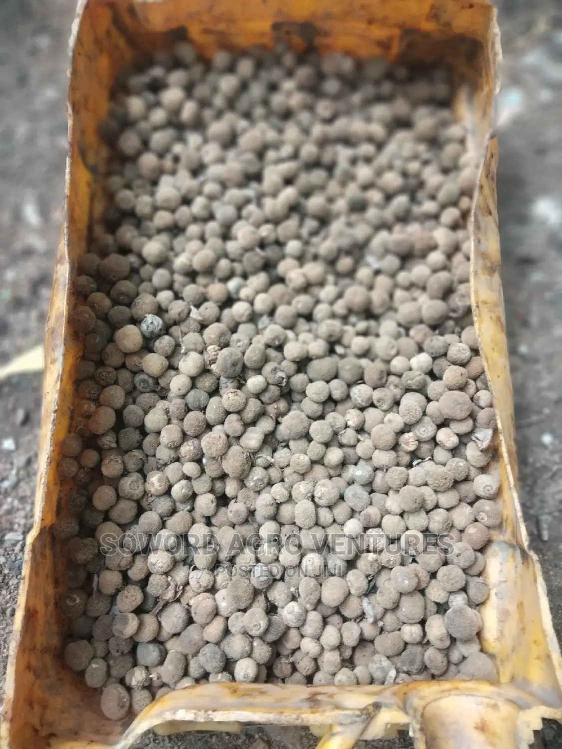 Teak Seeds