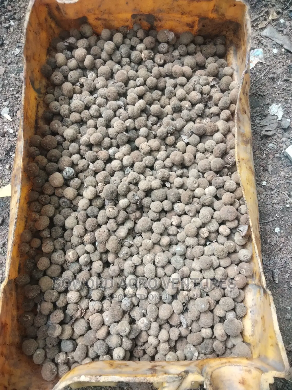 Teak Seeds