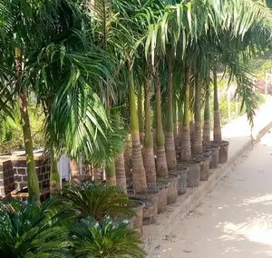 Queen Palm, King's Palm and Golden Plam