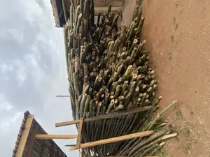 Standard Bamboos