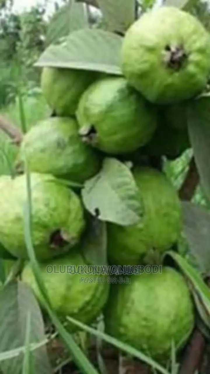 Hybrid Jumbo Guava