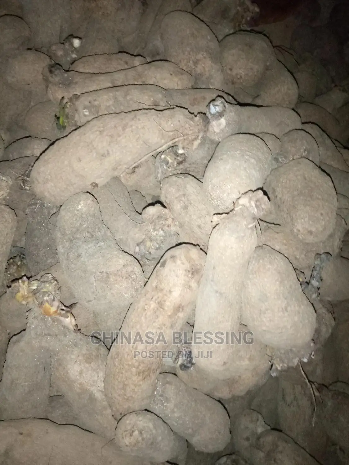 Benue Yam Seedlings