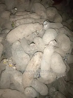 Benue Yam Seedlings