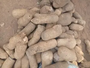Benue Yam Seedlings