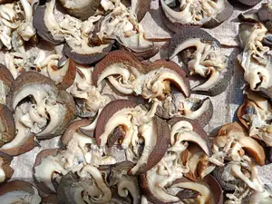 Quality Snails