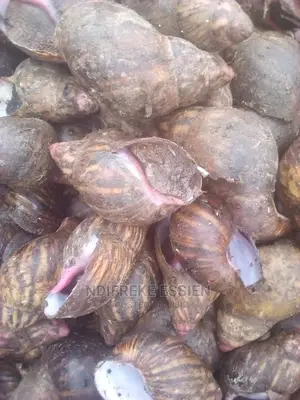 Quality Snails