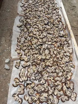 Quality Snails