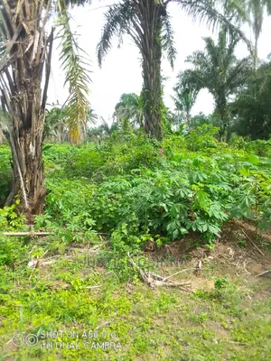 Plots of Land at Omagwa
