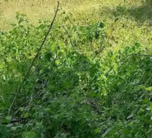 Quarter Plot of Land for Sale at Iju Ishaga Agege