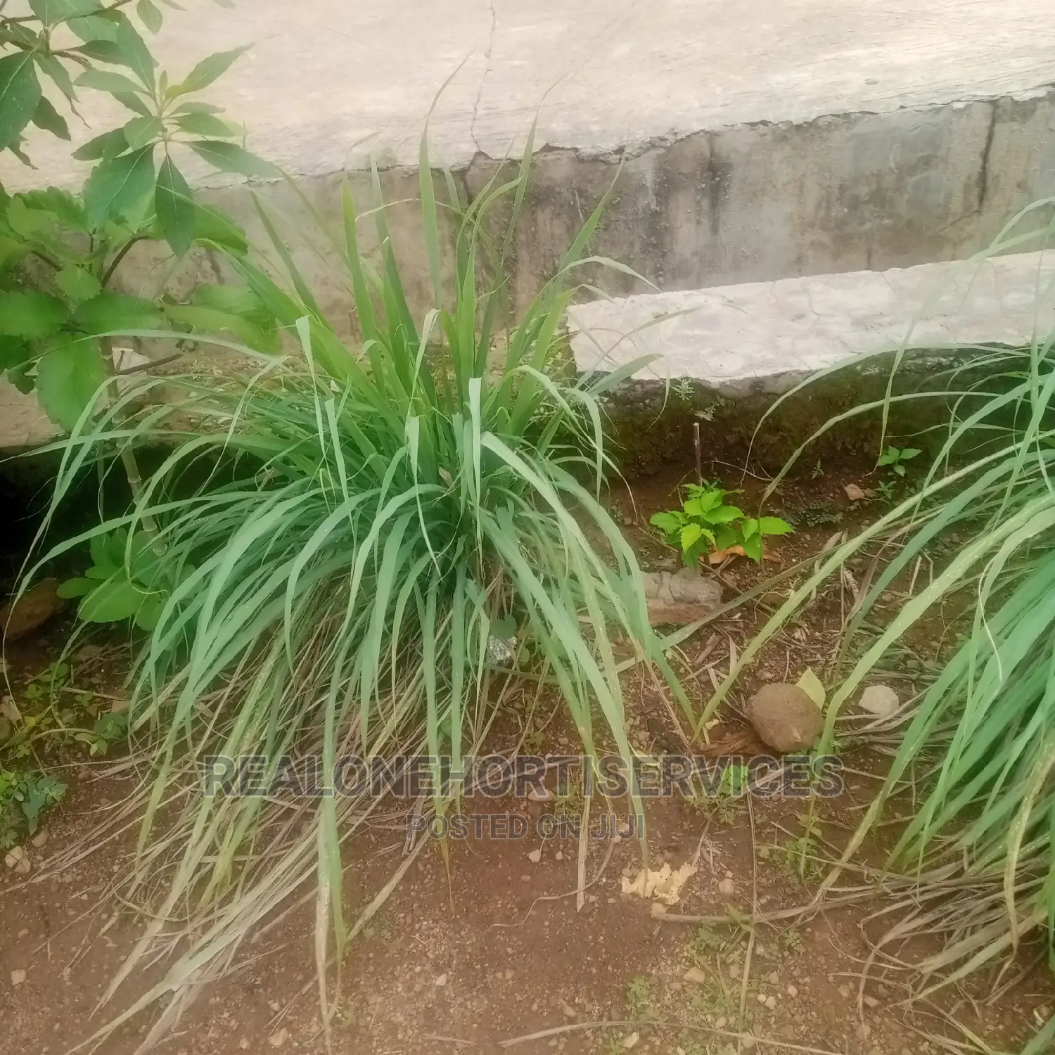 Lemon Grass Seedling's And Leaves AVAILABLE