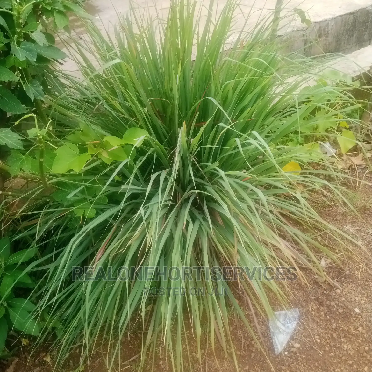 Lemon Grass Seedling's And Leaves AVAILABLE