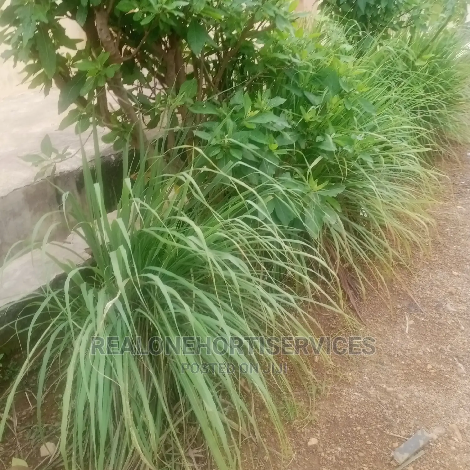 Lemon Grass Seedling's And Leaves AVAILABLE