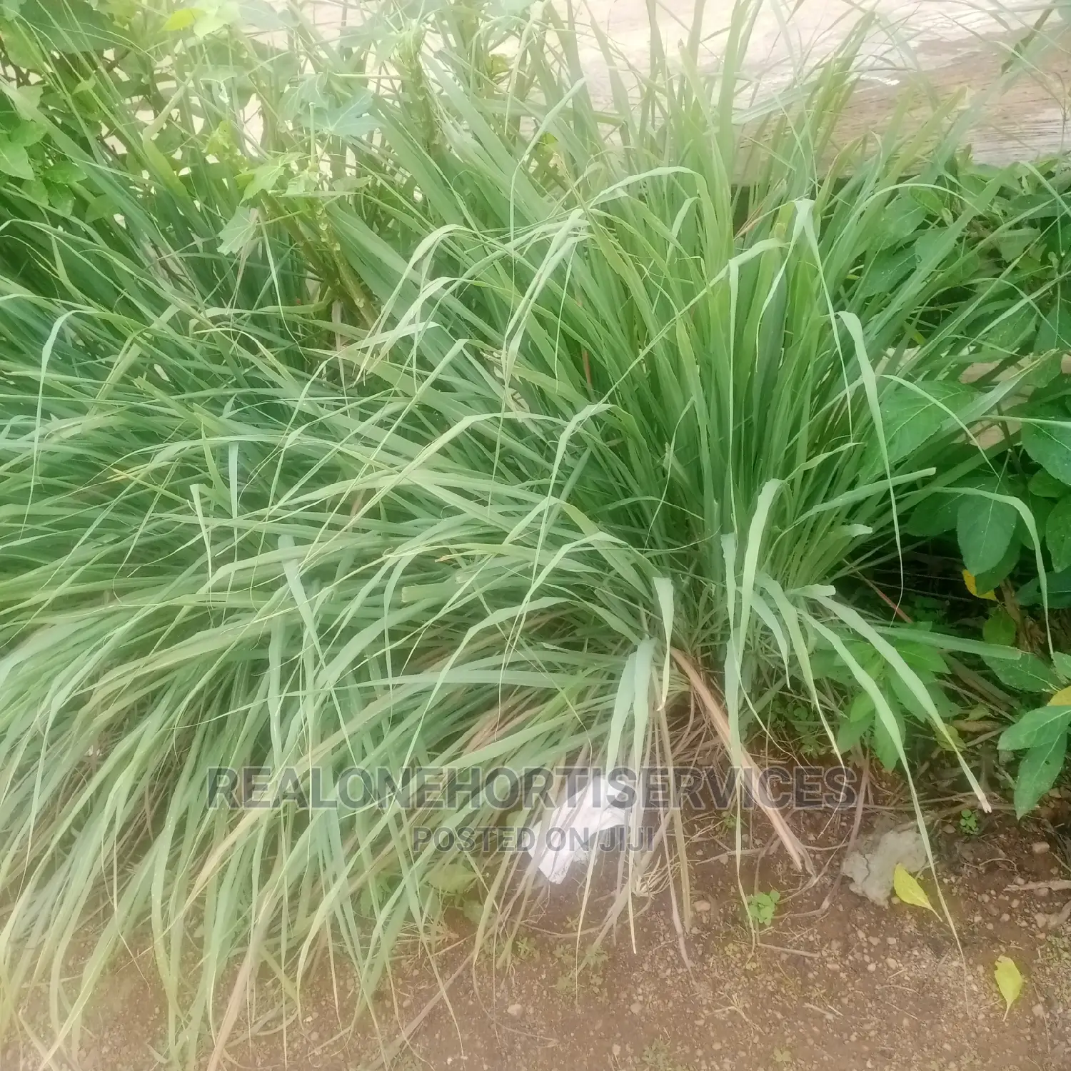 Lemon Grass Seedling's And Leaves AVAILABLE