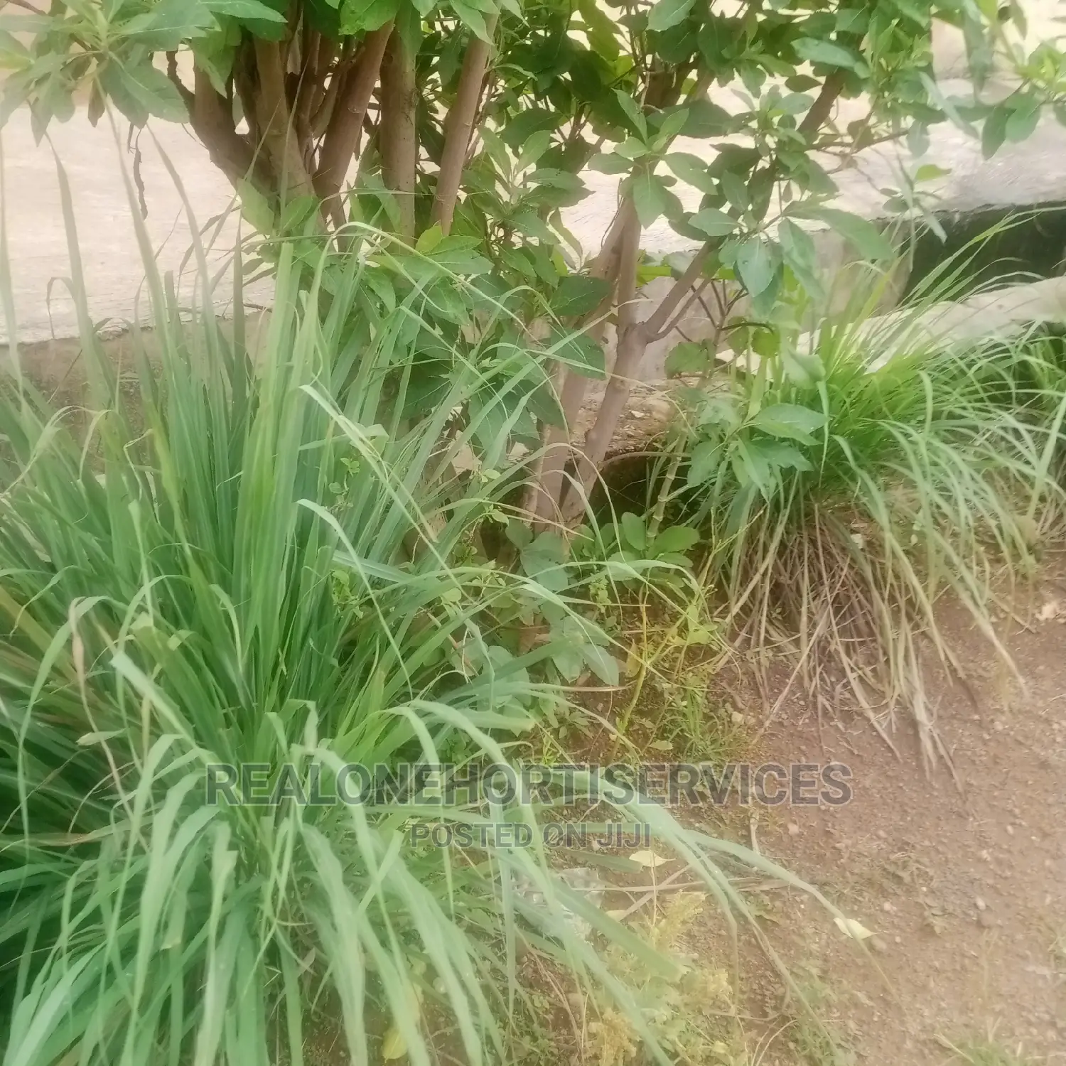 Lemon Grass Seedling's And Leaves AVAILABLE