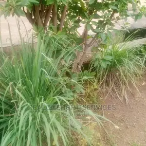 Lemon Grass Seedling's And Leaves AVAILABLE