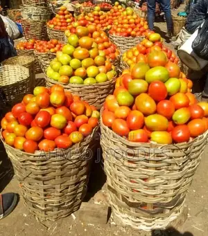 Utc Tomatoes
