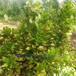 Croton Plant