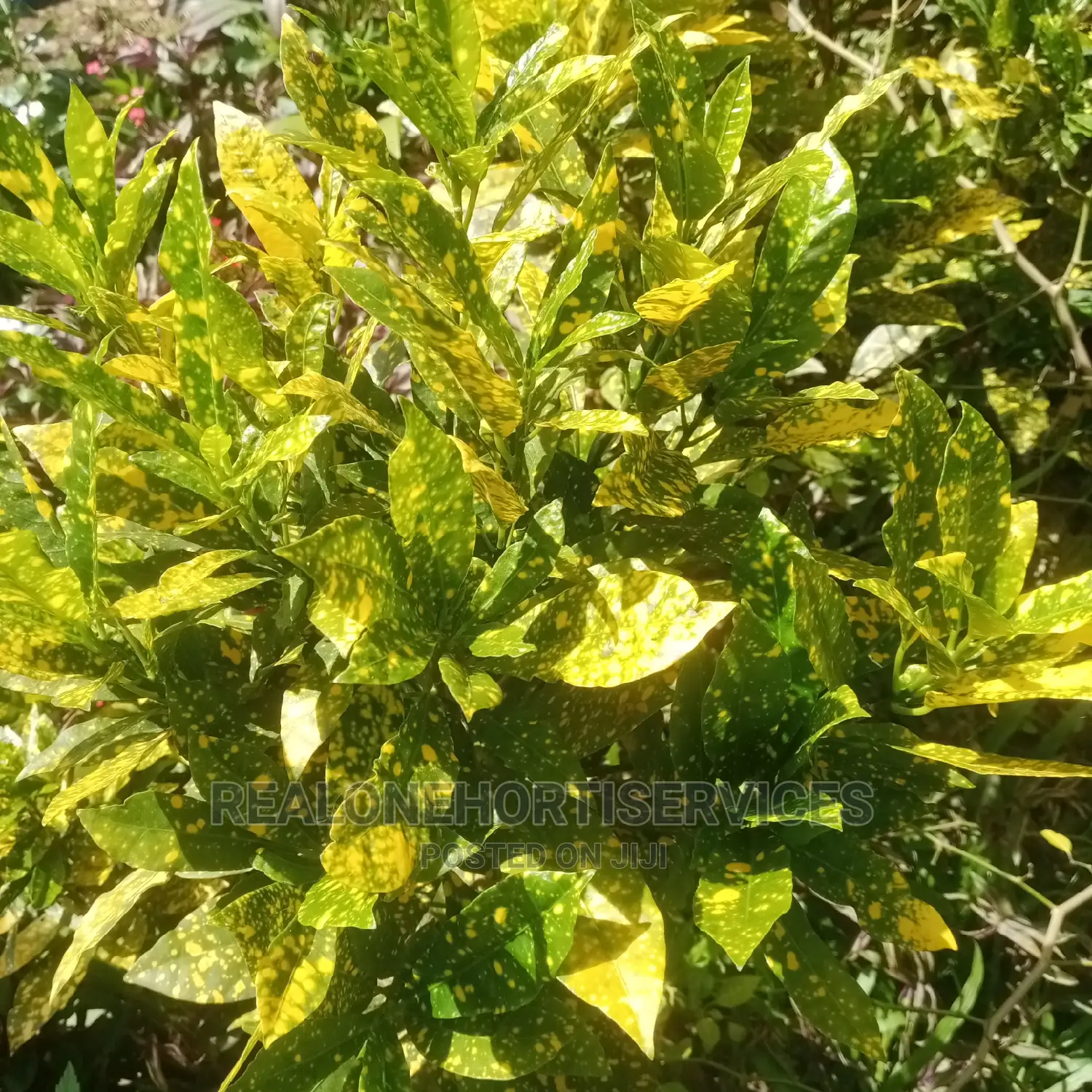 Croton Plant