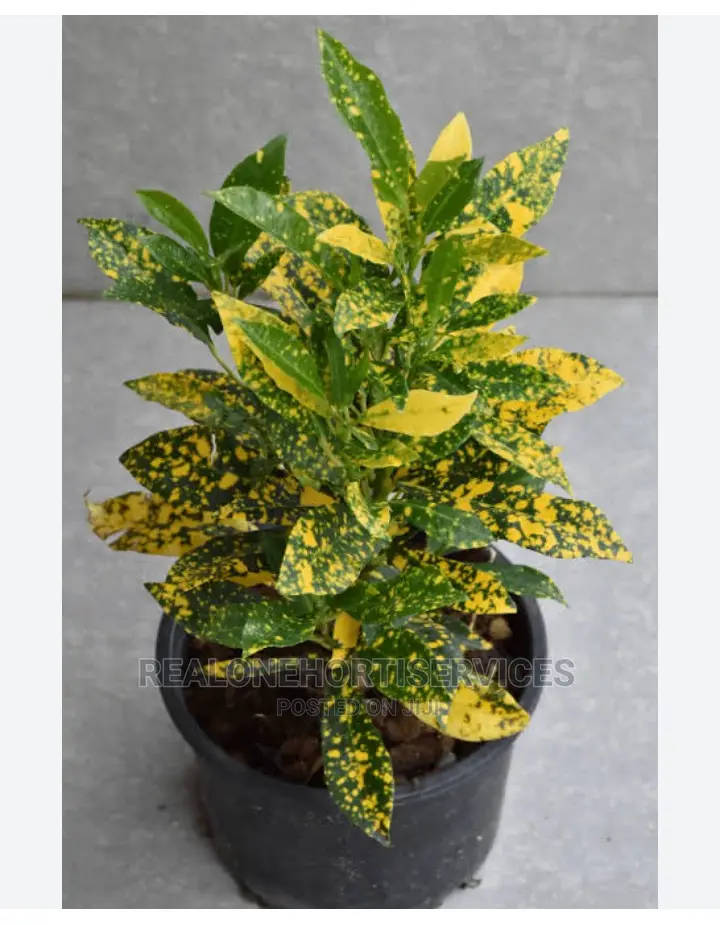Croton Plant