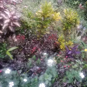 Croton Plant
