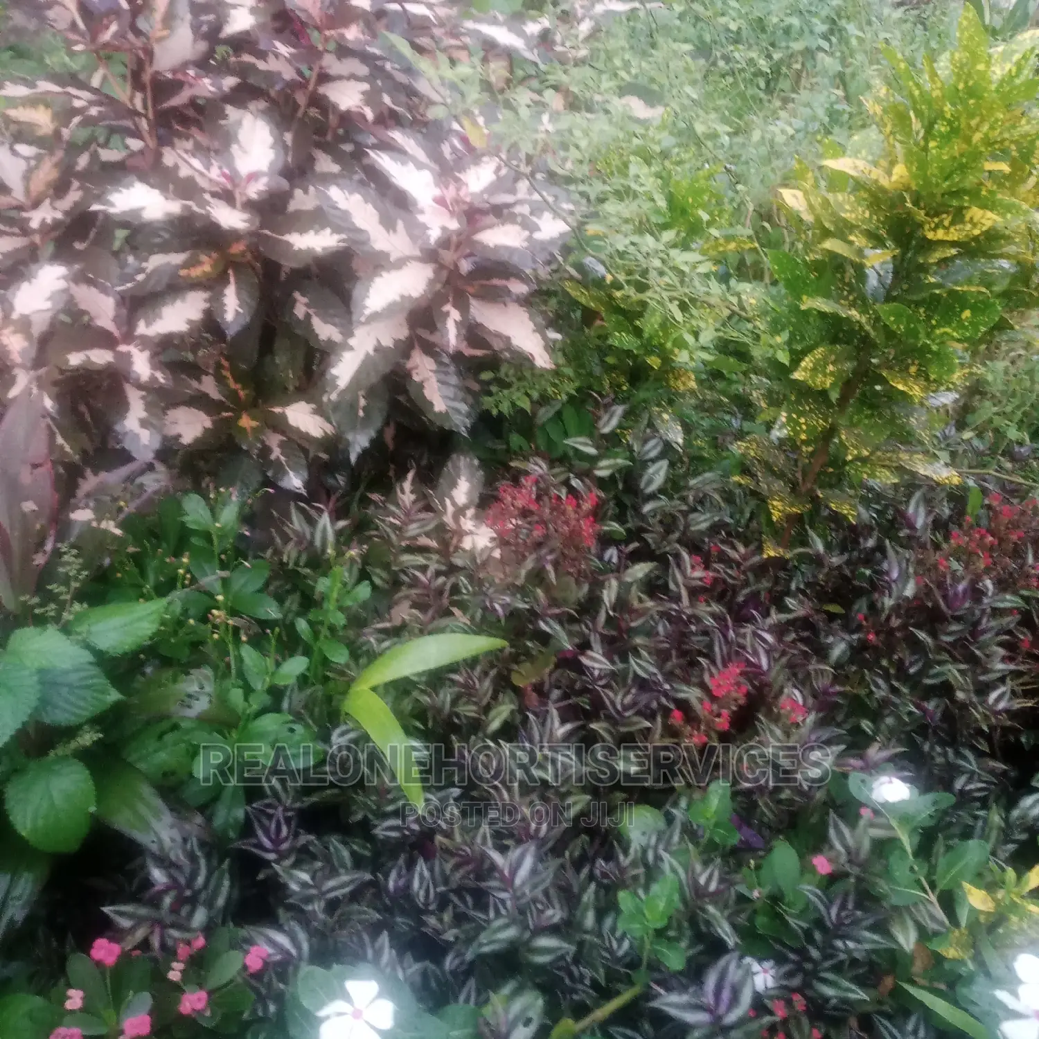 Croton Plant