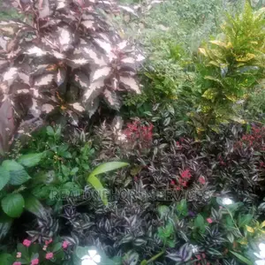 Croton Plant
