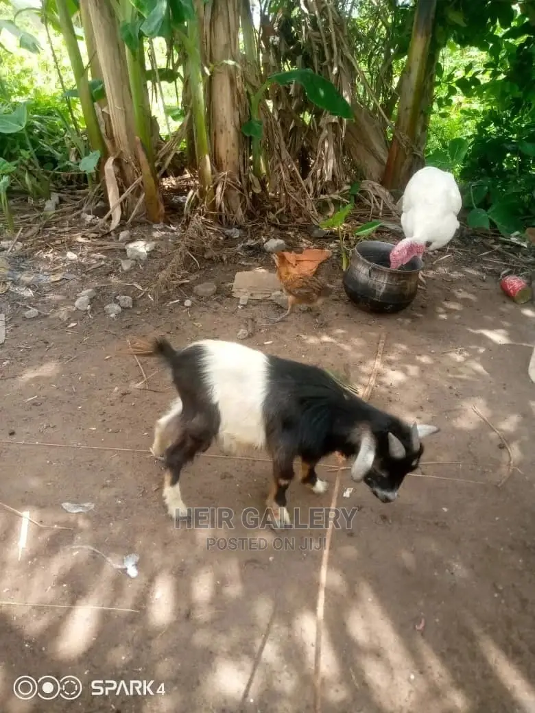 Native Goats,Rams,Native Dwarf Cow,Chickens,Dogs.