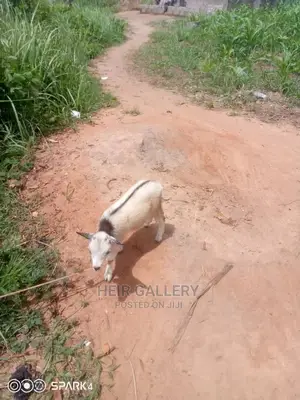 Native Goats,Rams,Native Dwarf Cow,Chickens,Dogs.