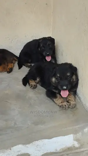 1-3 months Male Purebred German Shepherd