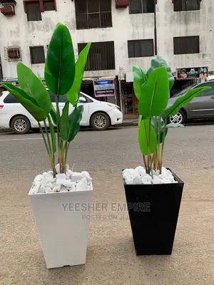 Potted Flower Plants