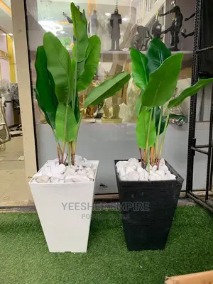 Potted Flower Plants