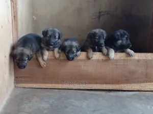 1-3 months Female Purebred German Shepherd