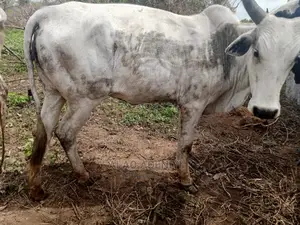 Photo - Healthy Cow For Sale.