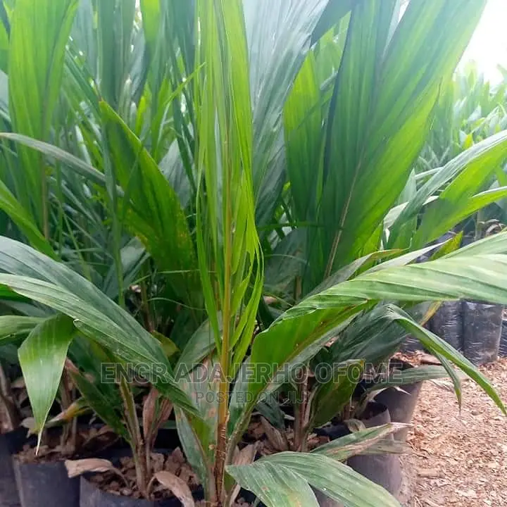 Tenera Seedlings for Sale