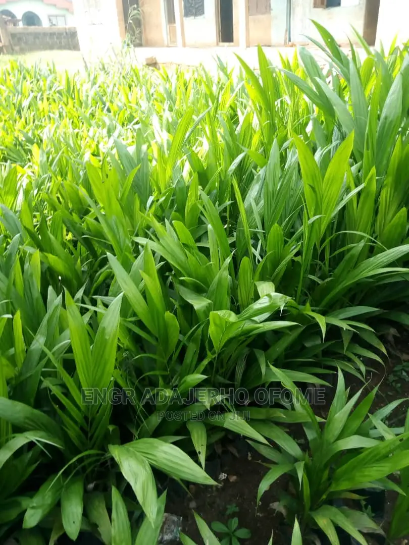 Tenera Seedlings for Sale