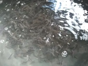 Post , Fingerlings , Juvenile