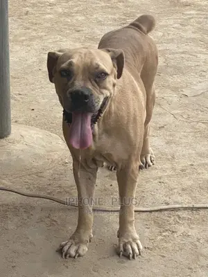 1+ year Female Purebred Boerboel