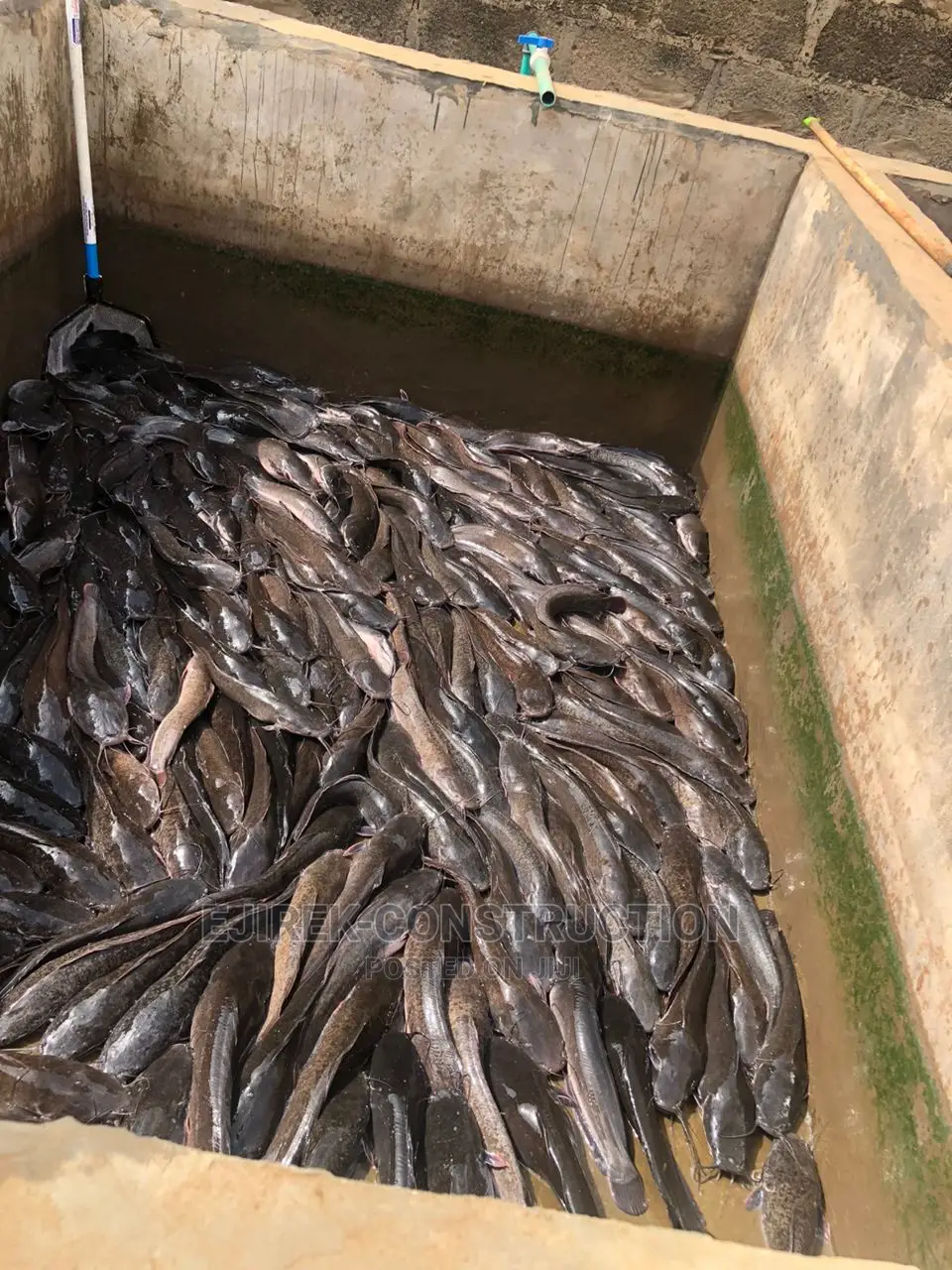 Mobile Fish Trampoline Pond