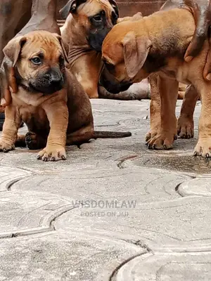 1-3 months Male Purebred Boerboel