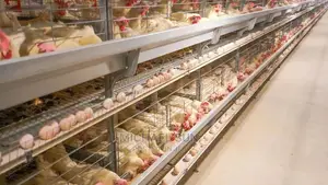 Automatic Battery Cage Poultry Cage
