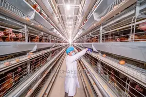 Automatic Battery Cage Poultry Cage
