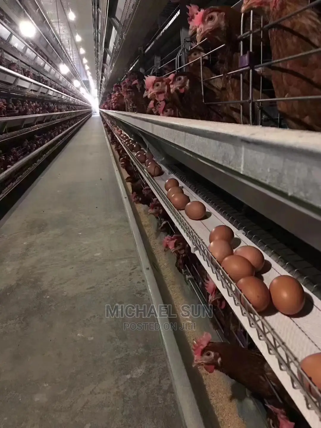Automatic Battery Cage Poultry Cage